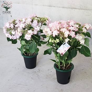 レイリー　新品未開封　ヒシミラクル　菊花賞  アバンティー　Ｓサイズ レイリー 新品未開封 ヒシミラクル 菊花賞 アバンティー S